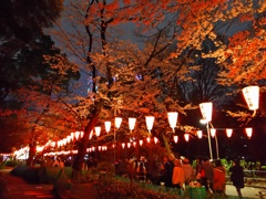 2017/04/06_上野公園の夜桜