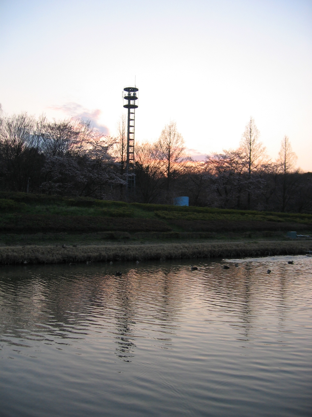 2017/04/02_花の丘農林公苑の夕暮れ