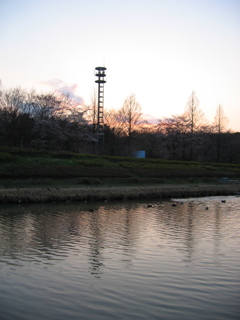 2017/04/02_花の丘農林公苑の夕暮れ