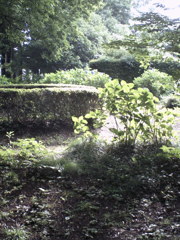 2015/07/05_伊奈アジサイ園