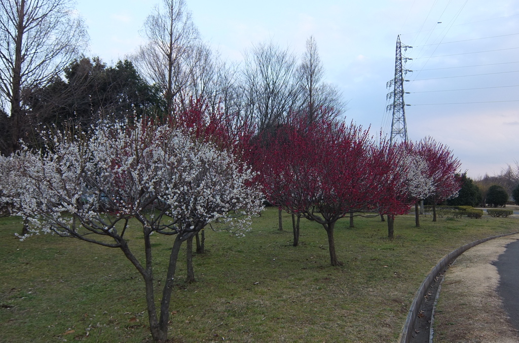2016/02/28_花の丘農林公苑の紅白梅