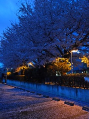 2017/04/09_アッピーランドの夕暮れ桜