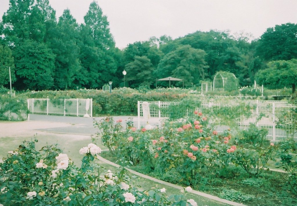 2017/08/05_伊奈バラ園