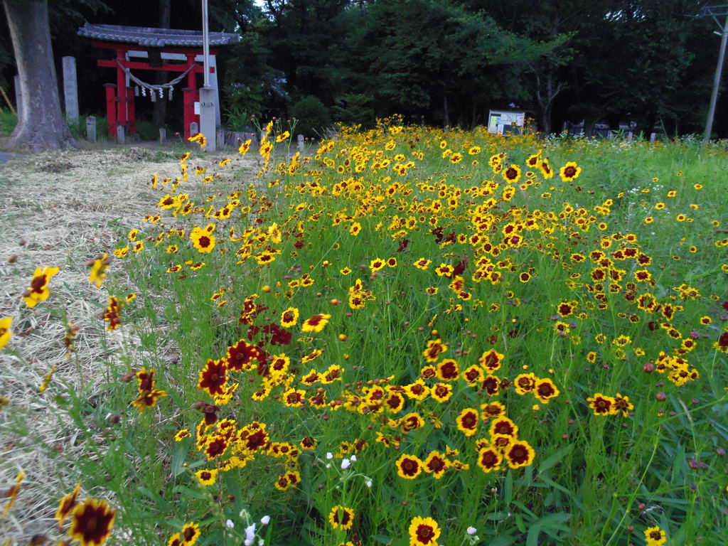 2017/06/11_神社の前の花