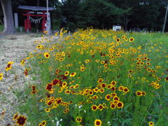 2017/06/11_神社の前の花