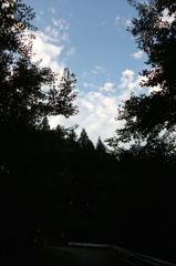 2014/08/02_木立と空
