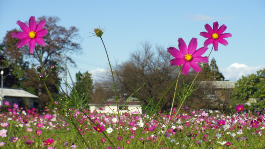 2012/11/10_コスモス