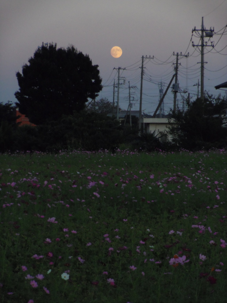 2016/10/15_蓮田駒崎コスモス畑に月