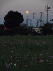 2016/10/15_蓮田駒崎コスモス畑に月