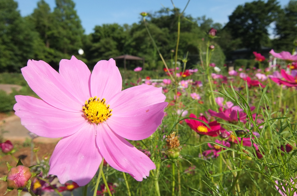 2014/06/15_伊奈バラ園のコスモス