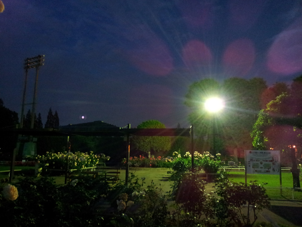 2016/05/29_夜の伊奈バラ園