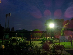 2016/05/29_夜の伊奈バラ園