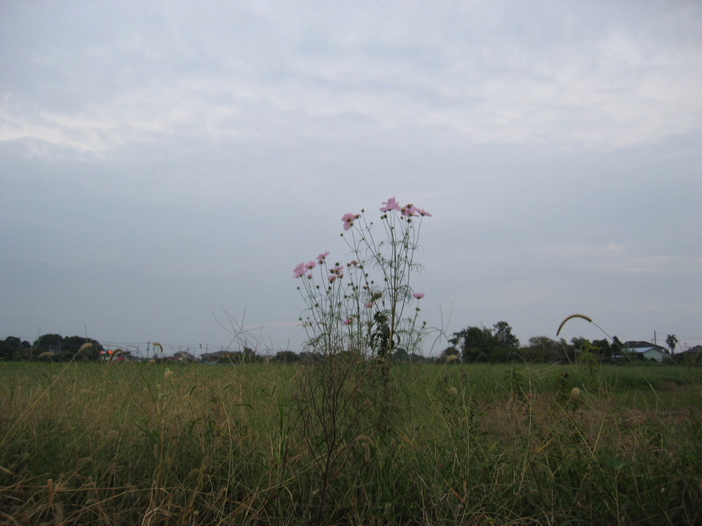 2016/10/02_夕暮れの蓮田駒崎コスモス畑