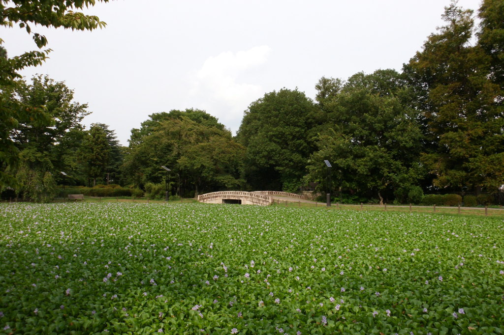 2014/08/24_水城公園 あおいの池