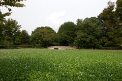 2014/08/24_水城公園 あおいの池