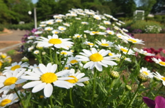 2015/04/29_伊奈バラ園のマーガレット