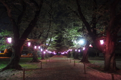 2016/04/10_小室無線山の夜桜