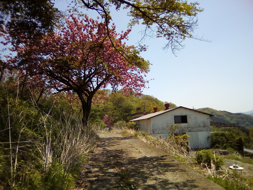 2018/04/22_登谷高原牧場の桜