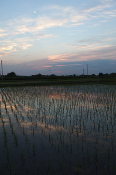 2015/05/24_水田の夕暮れ
