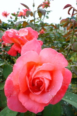 2014/06/29_雨上がりの伊奈バラ園