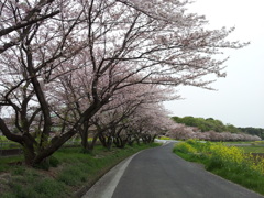 2016/04/10_見沼代用水の桜と菜の花