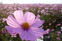 2015/11/01_吹上のコスモス畑