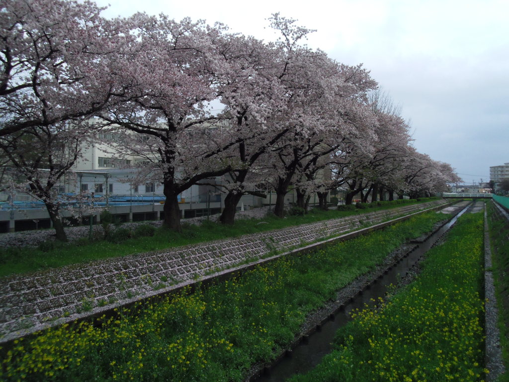 2017/04/09_芝川の桜と菜の花