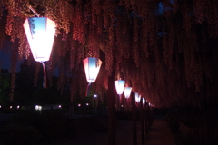 2016/05/07_玉敷公園の夜藤