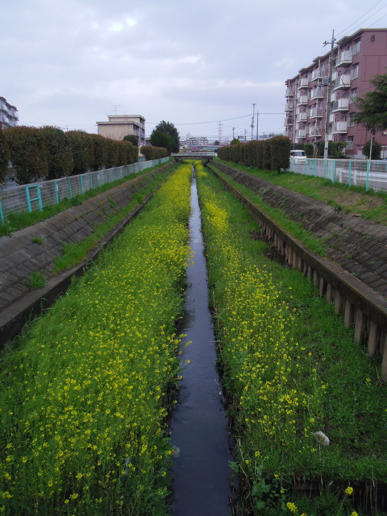 2017/04/09_芝川の菜の花