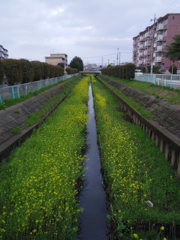 2017/04/09_芝川の菜の花