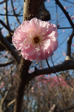 2016/03/20_農林公園の梅（楊貴妃）