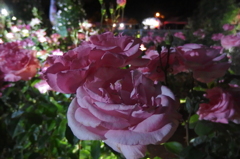 2015/05/17_夜の伊奈バラ園
