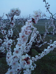 2017/03/05_夕暮れの白梅