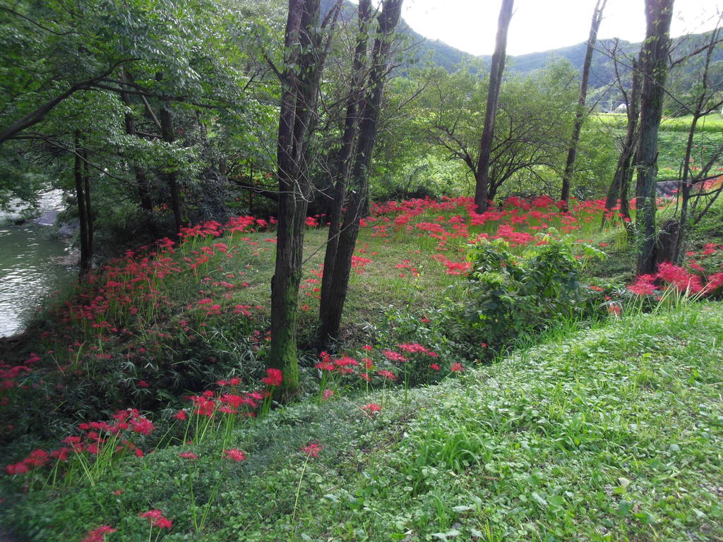 2017/09/18_下里の槻川流域の彼岸花