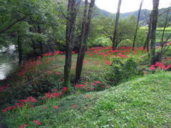 2017/09/18_下里の槻川流域の彼岸花