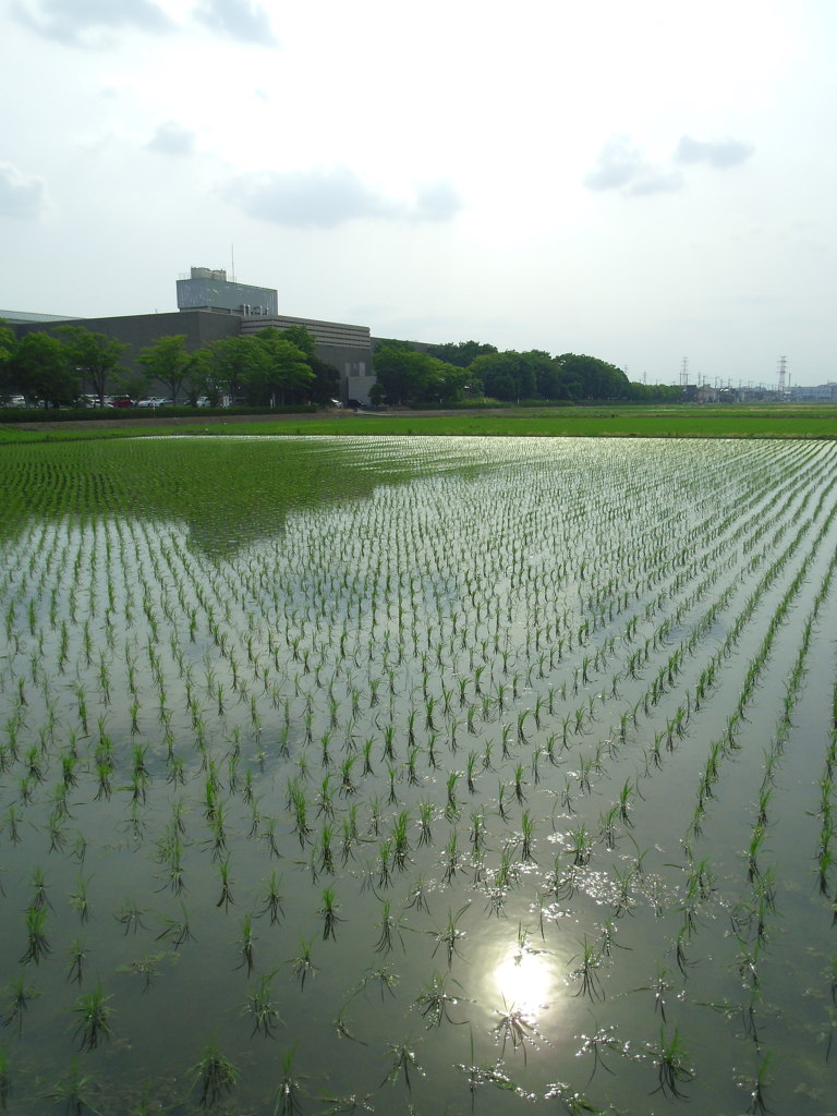 2017/06/24_水田に雲と太陽