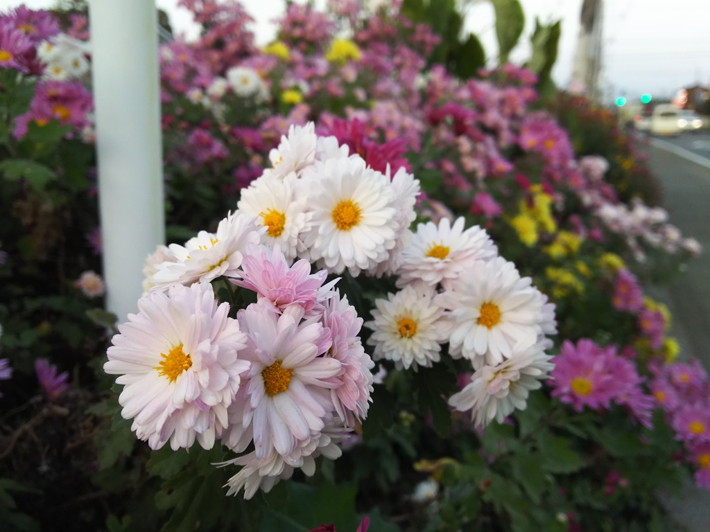 2016/11/06_路傍の花