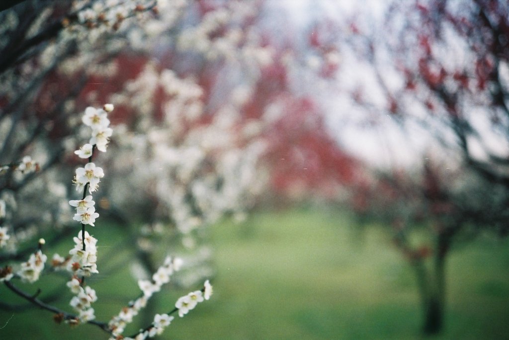 2016/02/28_花の丘農林公苑の紅白梅