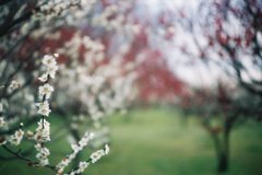 2016/02/28_花の丘農林公苑の紅白梅