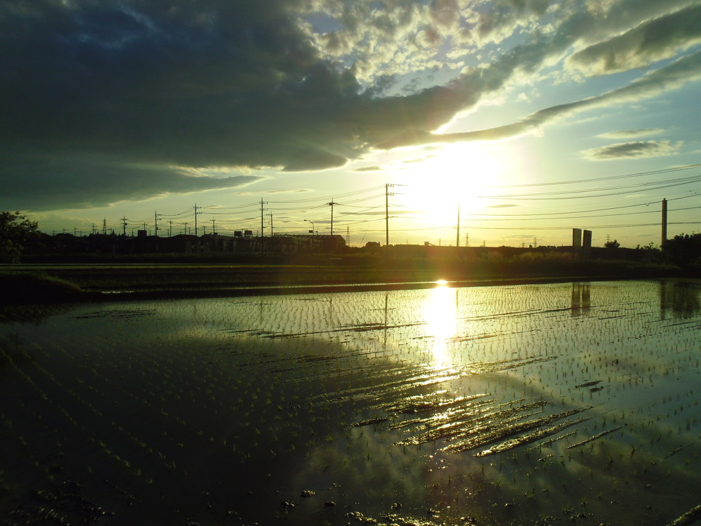2017/06/04_西日を浴びる水田に雲
