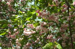 2015/04/26_権現堂堤の八重桜