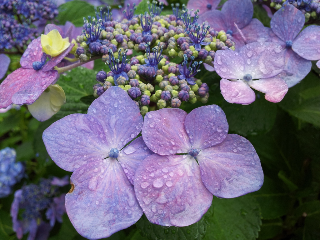 2016/07/17_高松公園の紫陽花