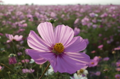 2015/11/01_吹上のコスモス畑