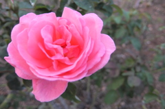 2014/10/12_伊奈バラ園の薔薇