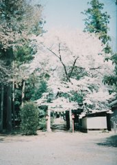 2019/04/06_伊奈崇霊社の桜