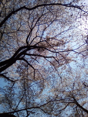 2019/04/06_氷川児童公園の桜