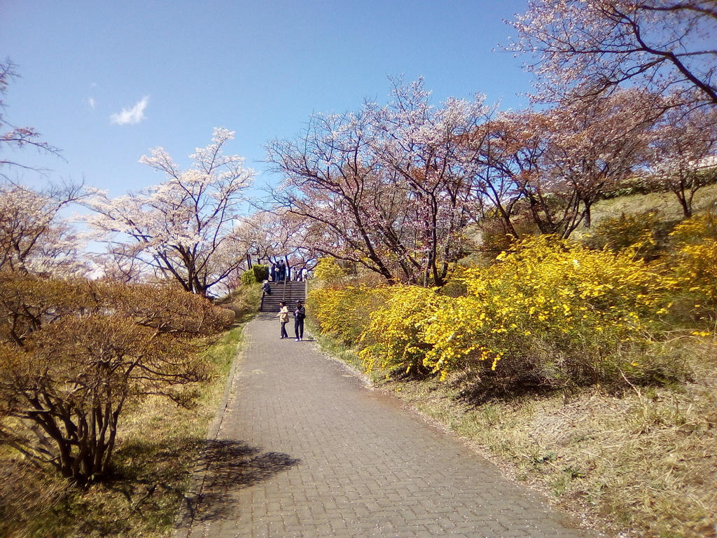 2018/04/08_美の山公園