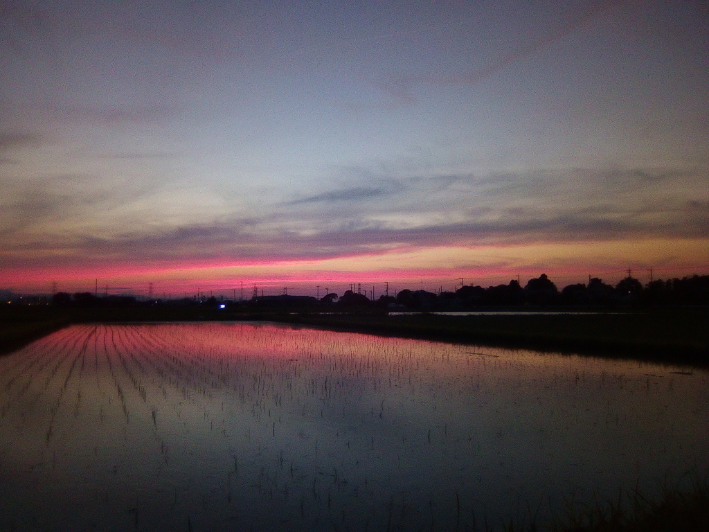 2018/06/24_水田の夕暮れ