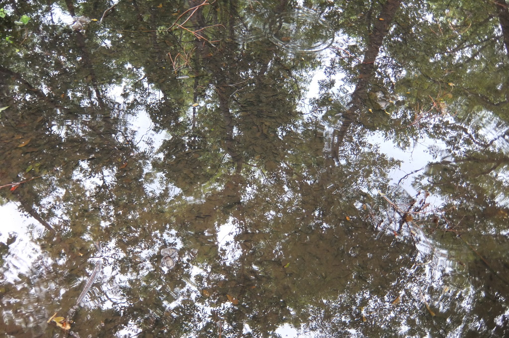 2014/06/29_雨上がりの伊奈町制施行記念公園