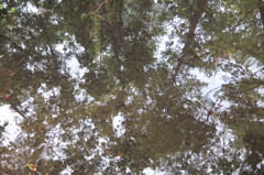 2014/06/29_雨上がりの伊奈町制施行記念公園